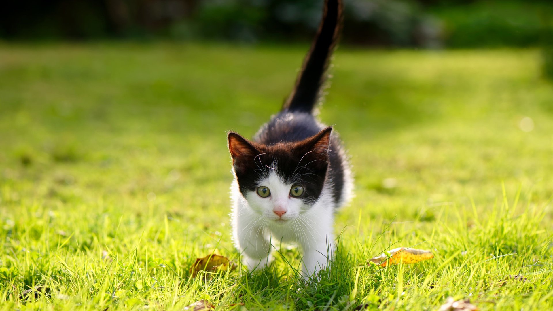 日本足球青训成果显著，日本青少年足球青训大纲