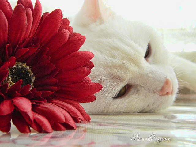 “青训基地获批国家级重点项目,行业利好频出”,中国最好的青训基地