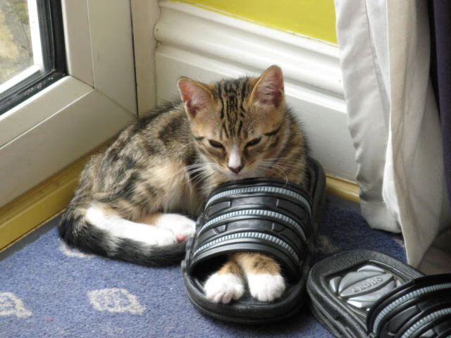 “青春新力量”全国青训志愿者服务队在全国多地深入基层，助推青训事业发展